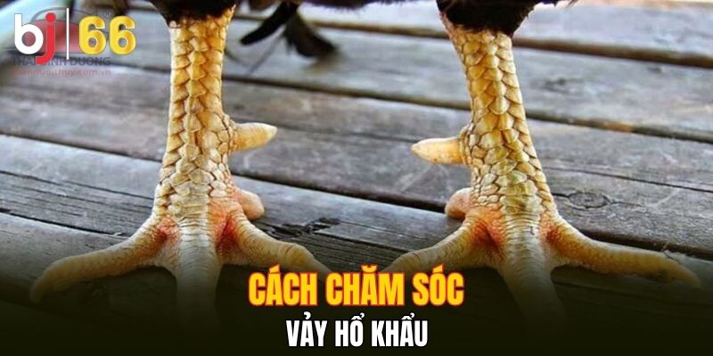 Cách chăm sóc vảy hổ khẩu