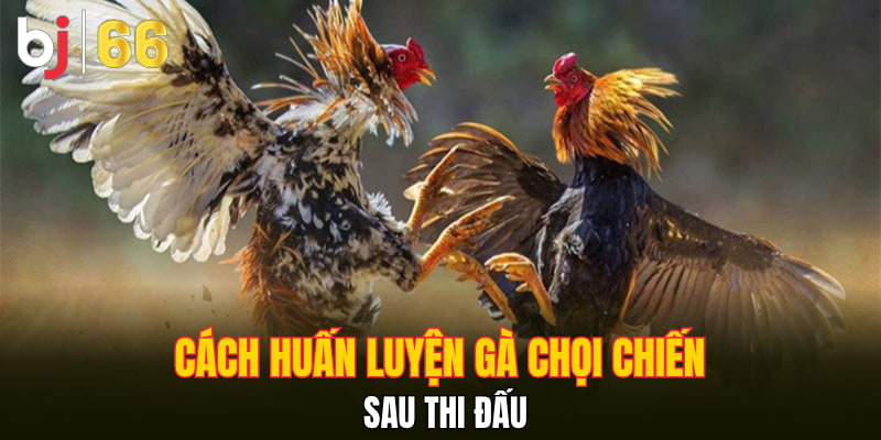 Cách huấn luyện gà chọi chiến sau thi đấu
