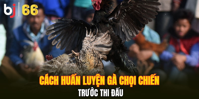Cách huấn luyện gà chọi chiến trước thi đấu