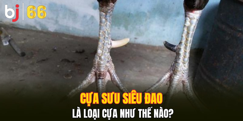 Cựa Sưu Siêu Đao là loại cựa như thế nào?