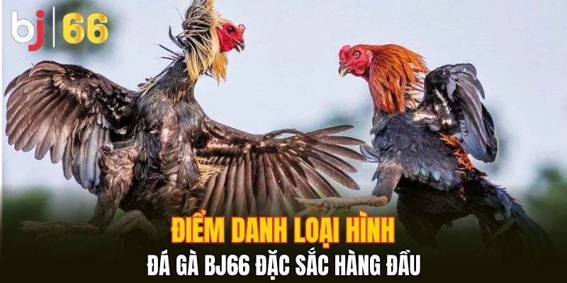 Điểm danh loại hình đá gà Bj66 đặc sắc hàng đầu