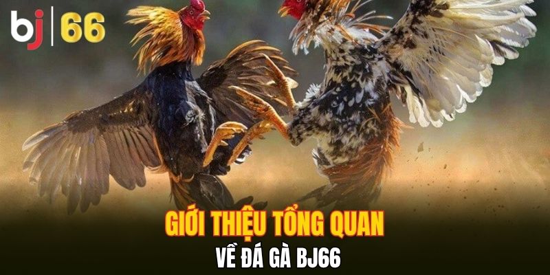 Giới thiệu tổng quan về đá gà Bj66