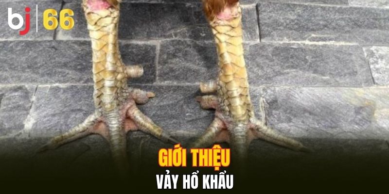 Giới thiệu vảy hổ khẩu
