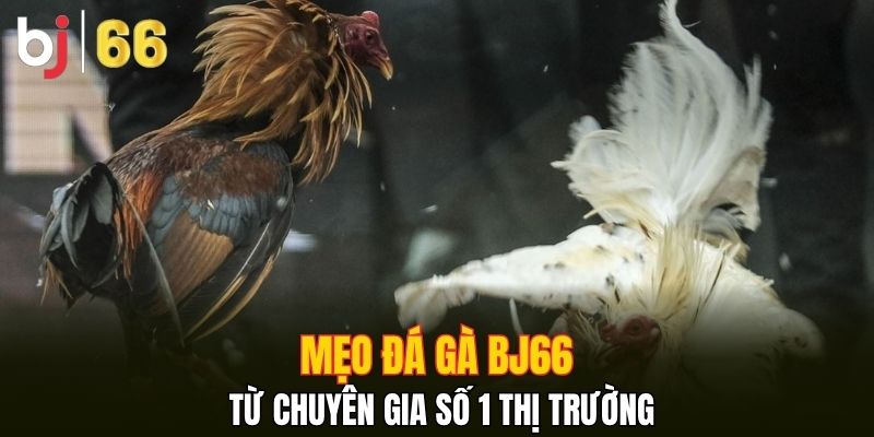 Mẹo đá gà Bj66 từ chuyên gia số 1 thị trường