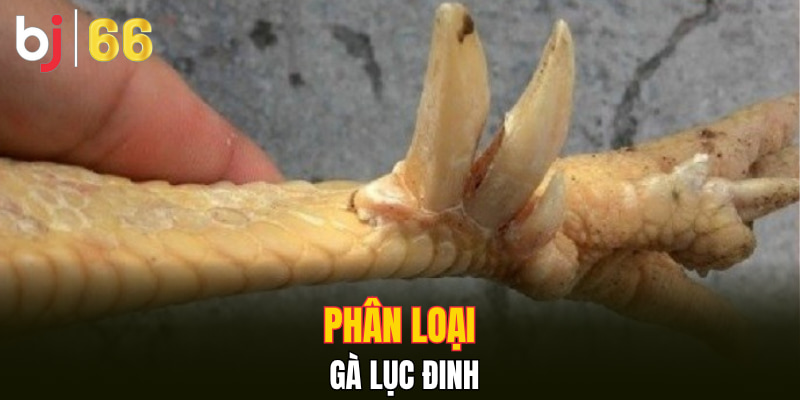 Phân loại gà Lục Đinh