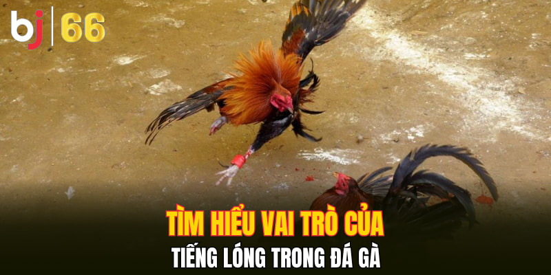 Tìm hiểu vai trò của tiếng lóng trong đá gà