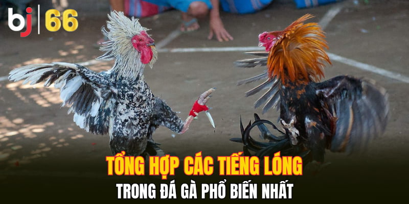 Tổng hợp các tiếng lóng trong đá gà phổ biến nhất