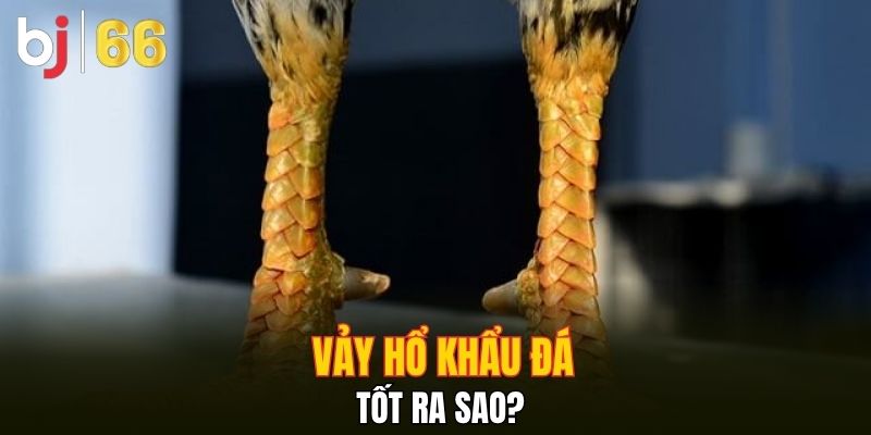Vảy hổ khẩu đá tốt ra sao?